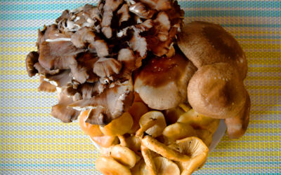 Mushrooms in Japan