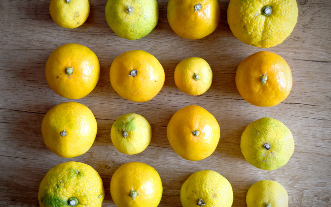 Winter Citrus in Japan