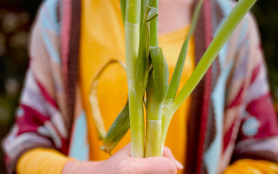 Combat Colds with Negi, the Japanese Leek
