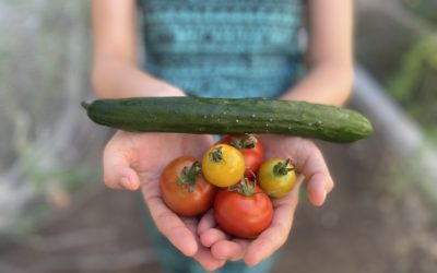 5 Hacks to Growing Tomatoes